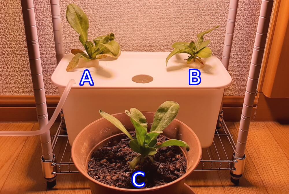 自作の水耕栽培装置でカレンデュラを室内で育てる 2か月目 ポットマリーゴールド